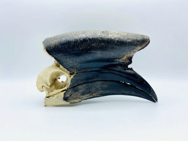 Male Black-casqued Hornbill skull - Ceratogymna atrata - 19,4 cm