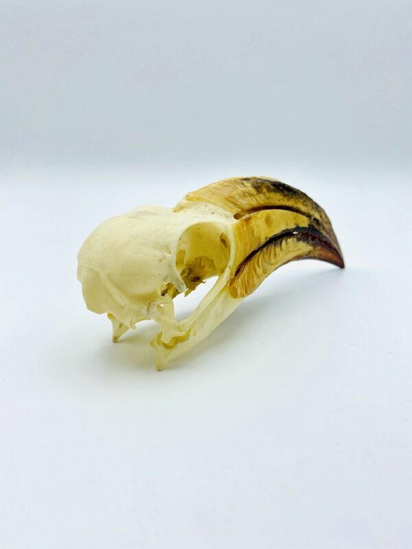 African Pied Hornbill skull - Lophoceros fasciatus - 13 cm