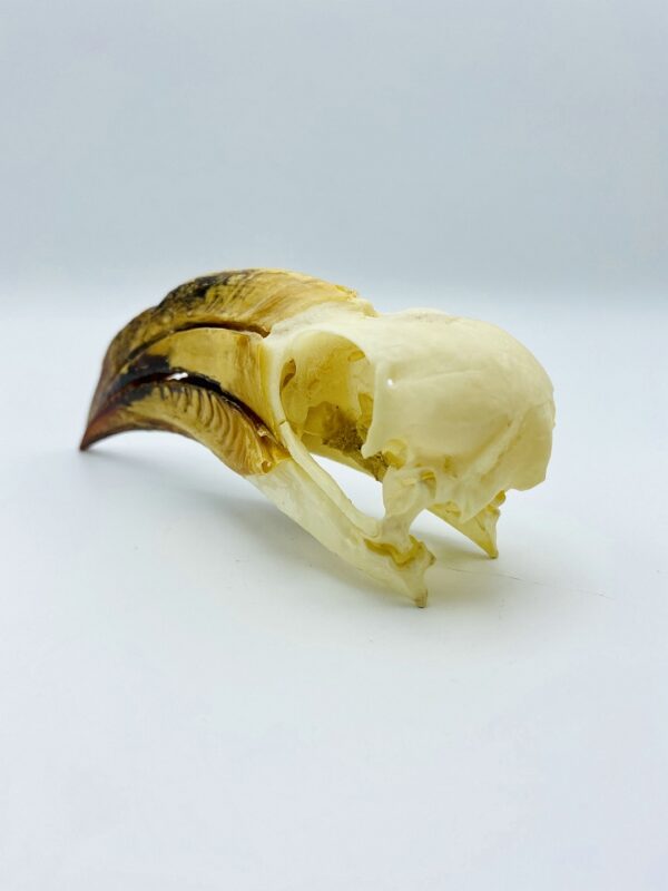 African Pied Hornbill skull - Lophoceros fasciatus - 13 cm