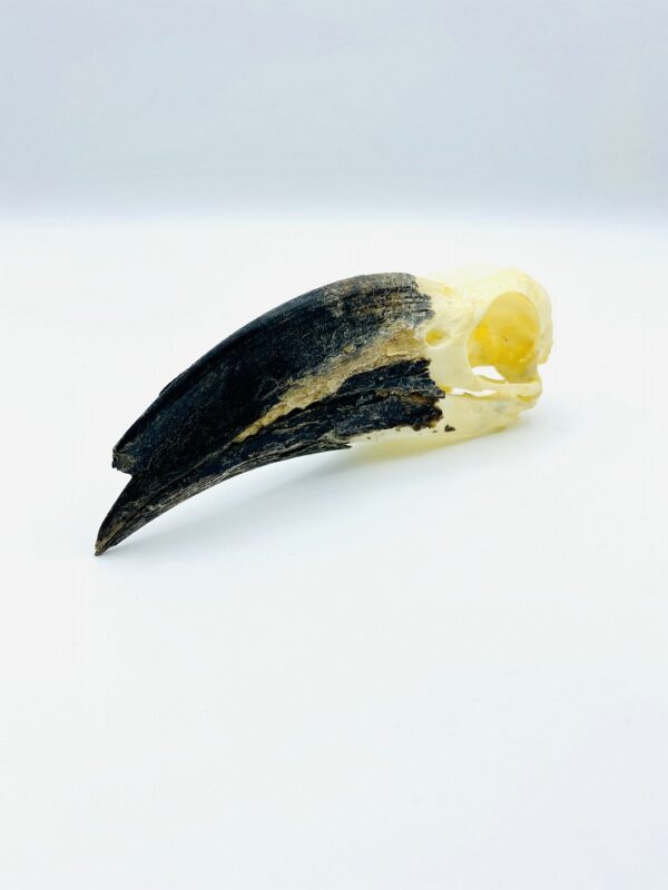 White crested Hornbill skull - Horizocerus albocristatus - 13 cm