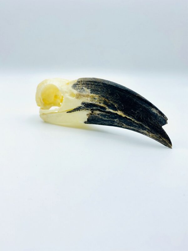 White crested Hornbill skull - Horizocerus albocristatus - 13 cm