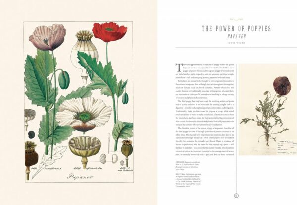 The Botanical Treasury: Celebrating 40 of the World’s Most Fascinating Plants
