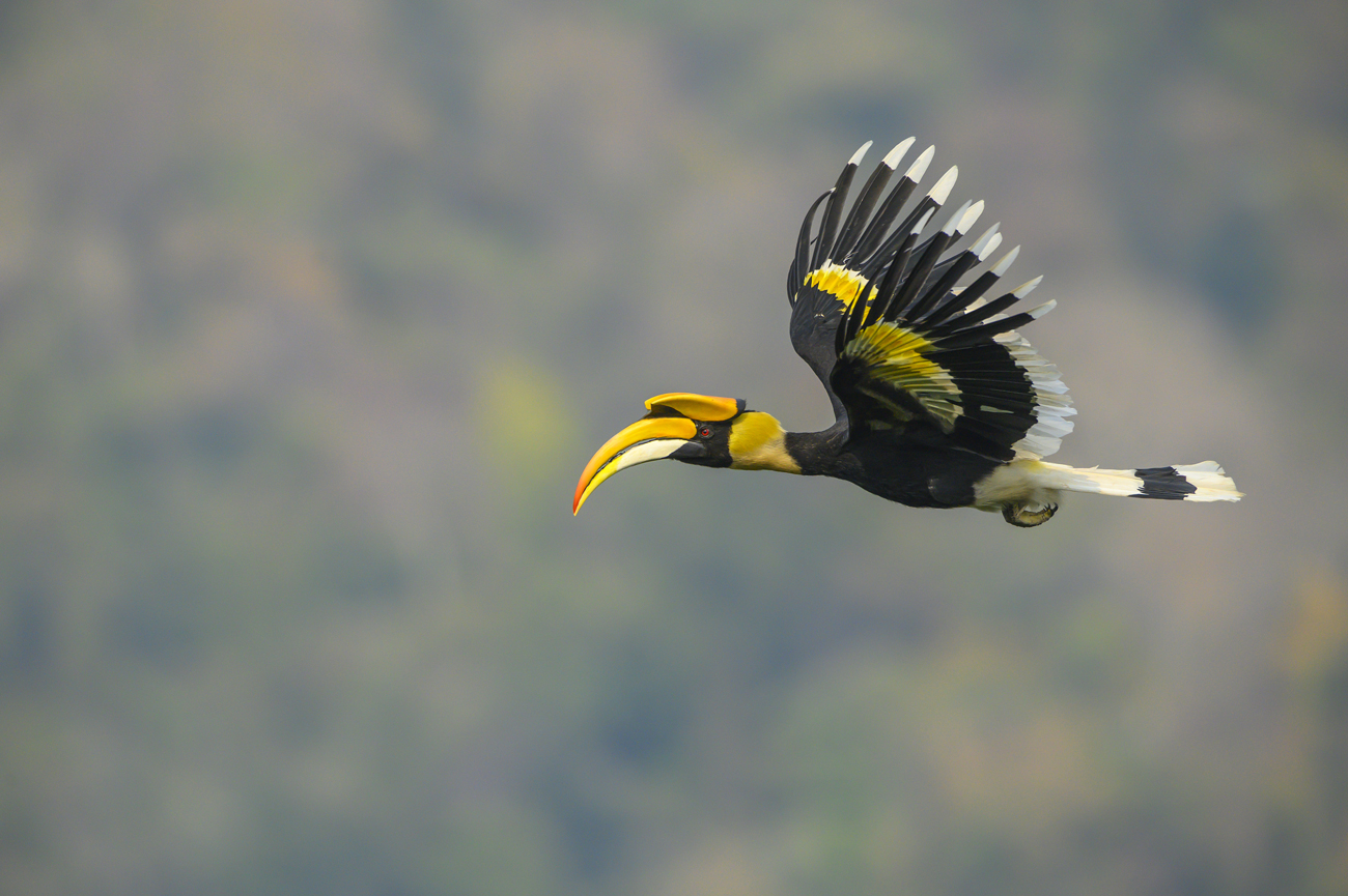 great hornbill flying in groups