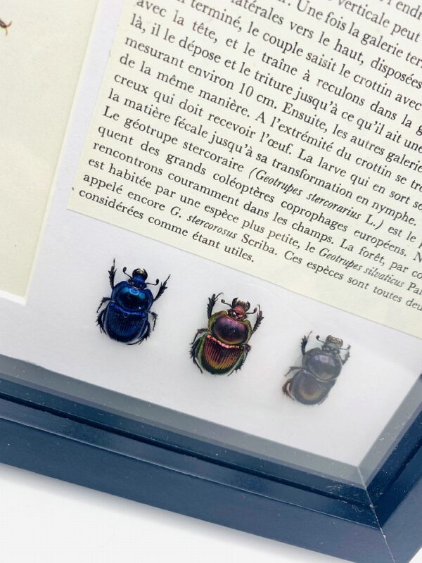 3 Framed earth-boring beetles (Geotrupes) with illustration & text