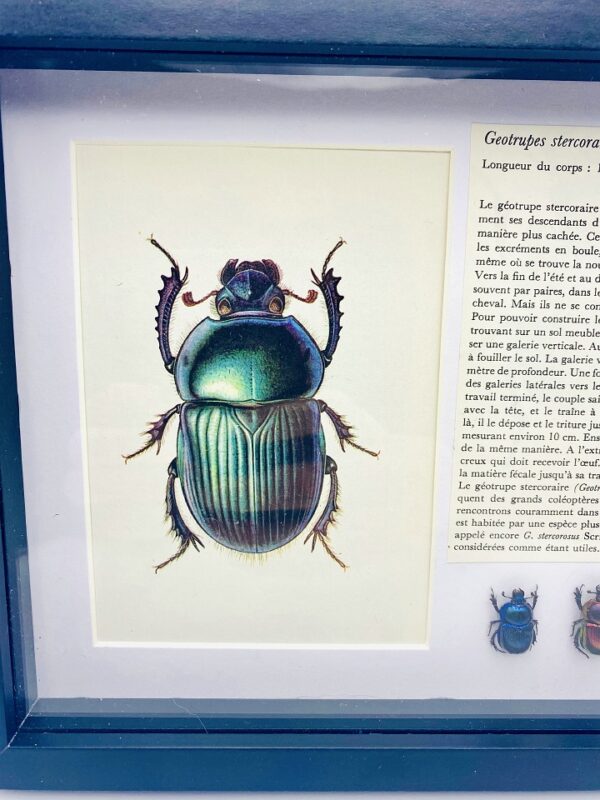 3 Framed earth-boring beetles (Geotrupes) with illustration & text