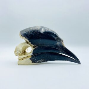 Male Black-casqued Hornbill skull - Ceratogymna atrata - 18,3 cm