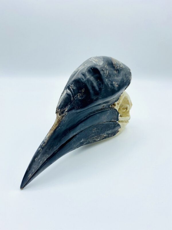 Male Black-casqued Hornbill skull - Ceratogymna atrata - 18,3 cm