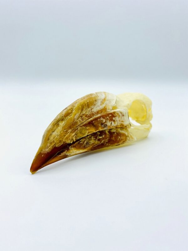 crowned hornbill skull - Lophoceros alboterminatus - 9,3 cm