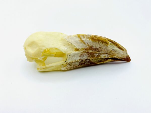 crowned hornbill skull - Lophoceros alboterminatus - 9,3 cm