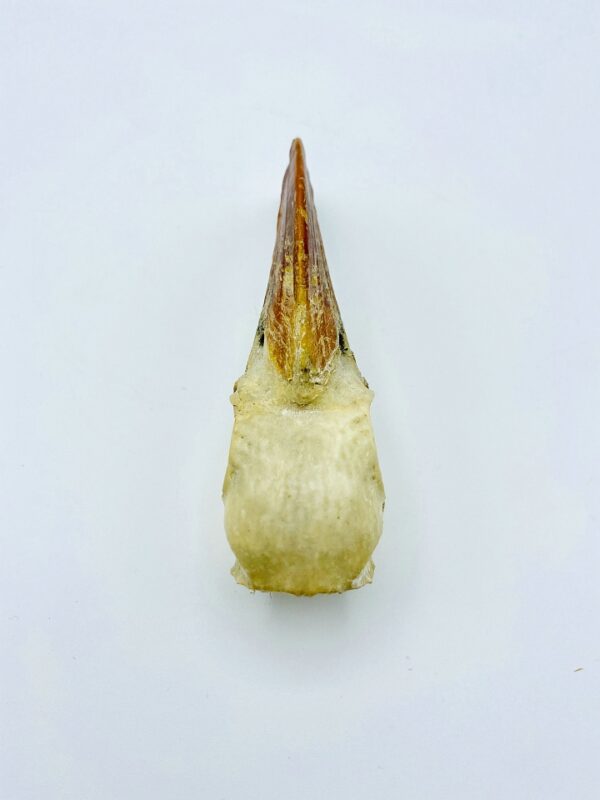 Male Von der Decken's hornbill skull - Tockus deckeni - 10,6 cm