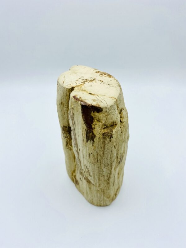 Palish petrified wood from Indonesia (22 million year old)