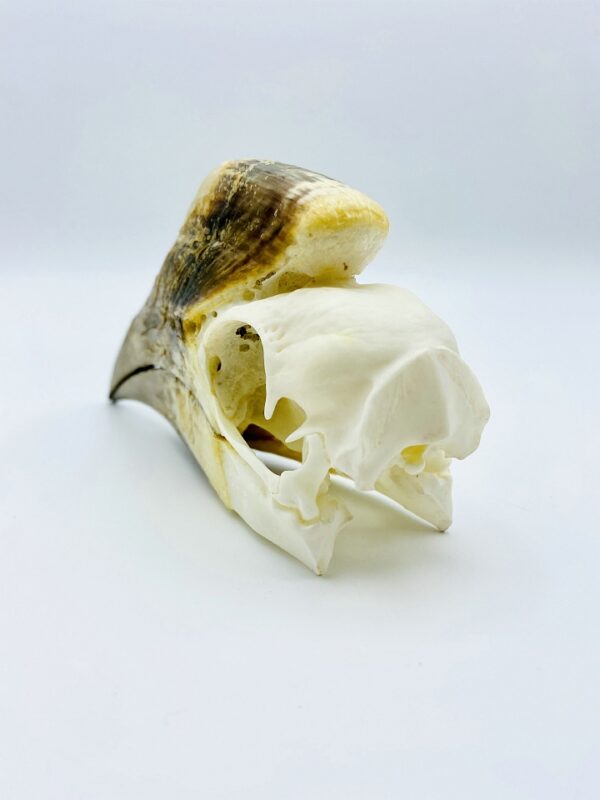 Female Silvery-Cheeked Hornbill skull - Bycanistes Brevis - 14,1 cm