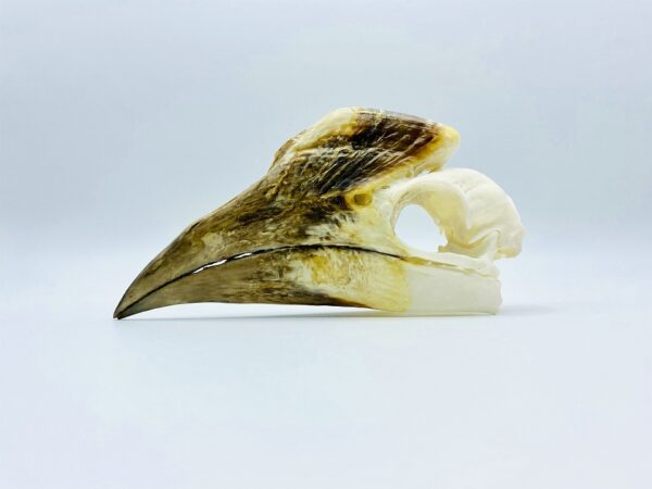 Female Silvery-Cheeked Hornbill skull - Bycanistes Brevis - 14,1 cm
