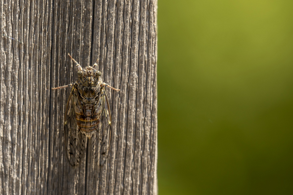 Cicadas and some cool facts