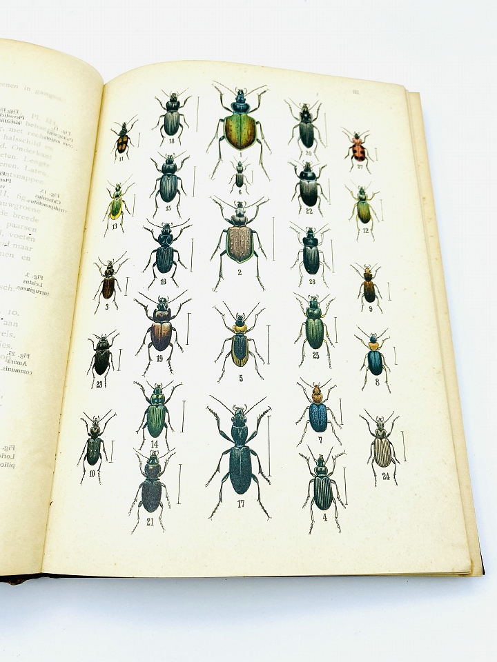 Dr. P. G. Buekers - Onze Kevers - 1912 - Natural History Curiosities