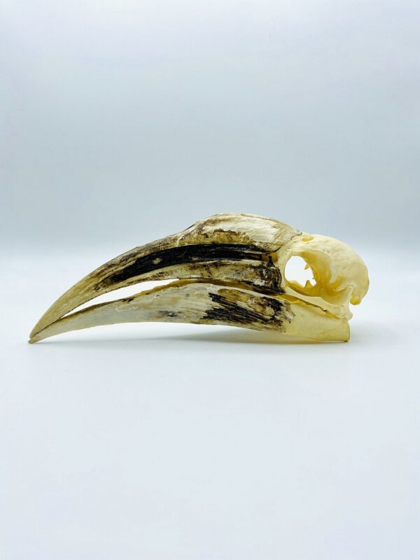 Female Yellow-casqued Hornbill skull - Ceratogymna elata - 19,5 cm