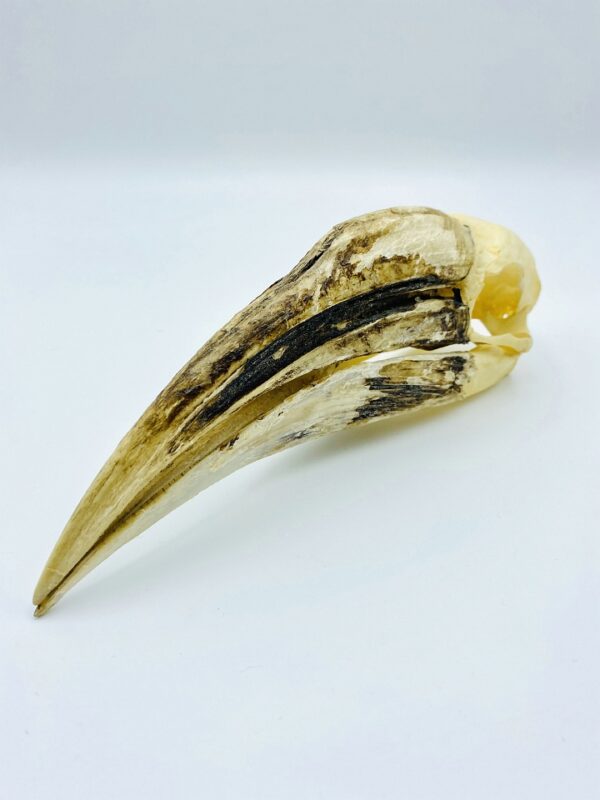 Female Yellow-casqued Hornbill skull - Ceratogymna elata - 19,5 cm