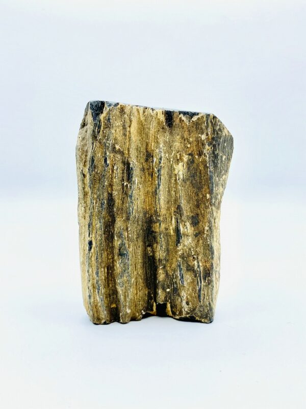 Small black petrified wood from Indonesia (22 million year old)