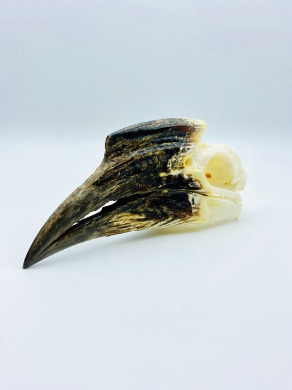 African Trumpeter Hornbill skull - Bycanistes Bucinator - 12,7 cm