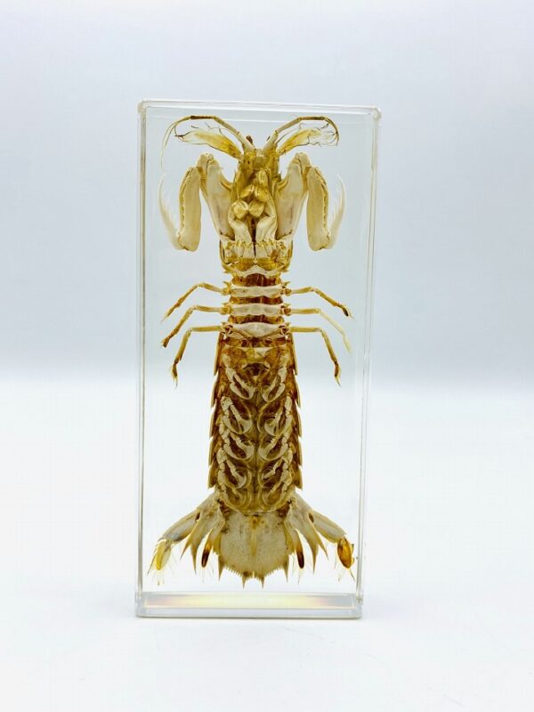 Large Mantis Shrimp (Stomatopoda) in a resin block