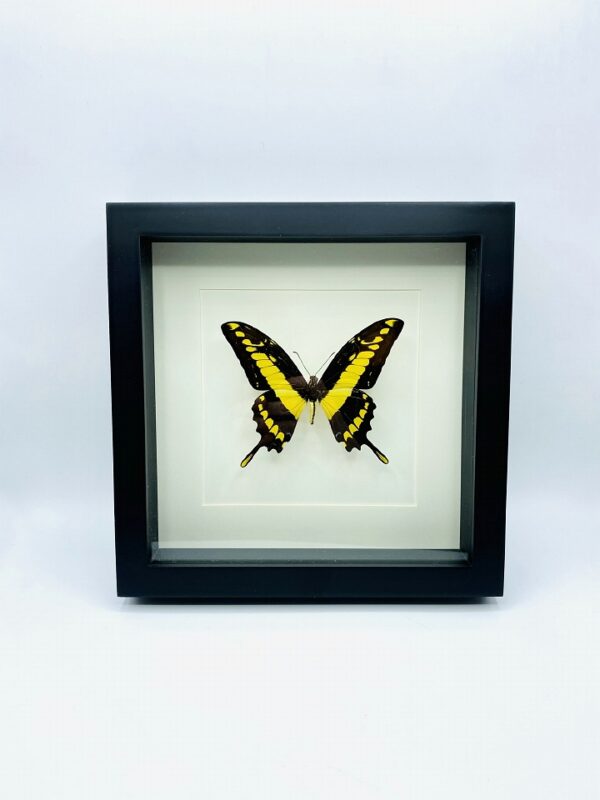 Black wooden frame with king swallowtail (Papillio thoas)