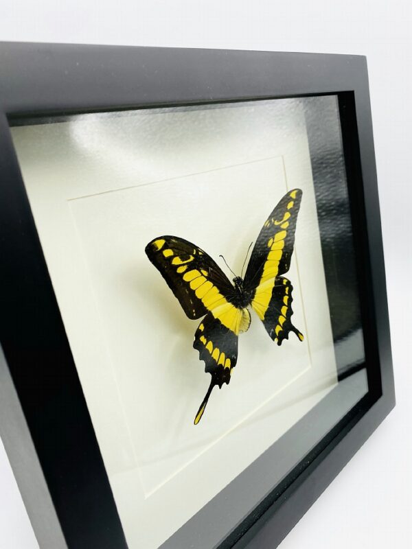 Black wooden frame with king swallowtail (Papillio thoas)