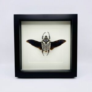 Black wooden frame with real Goliath Beetle (Goliathus Orientalis)