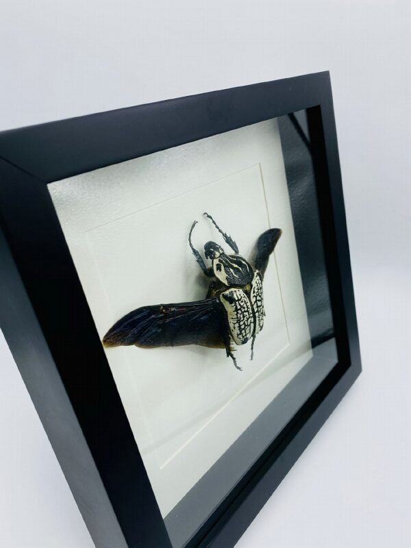 Black wooden frame with real Goliath Beetle (Goliathus Orientalis)