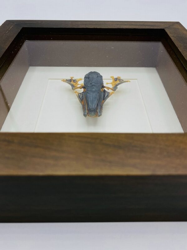 Real Green flying frog (Rhacophorus reinwardtii) in frame