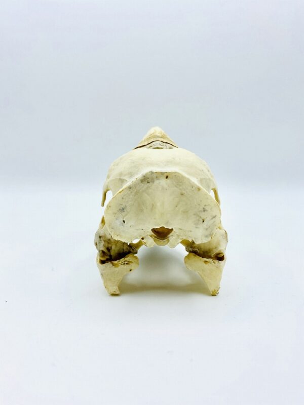 Female Yellow-casqued Hornbill skull - Ceratogymna elata - 18,5 cm