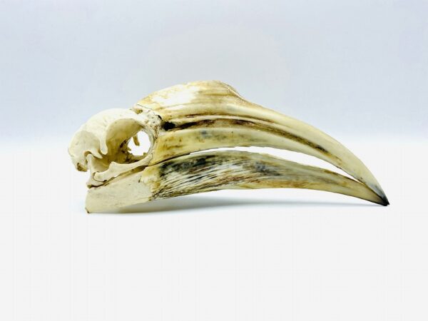 Female Yellow-casqued Hornbill skull - Ceratogymna elata - 18,5 cm