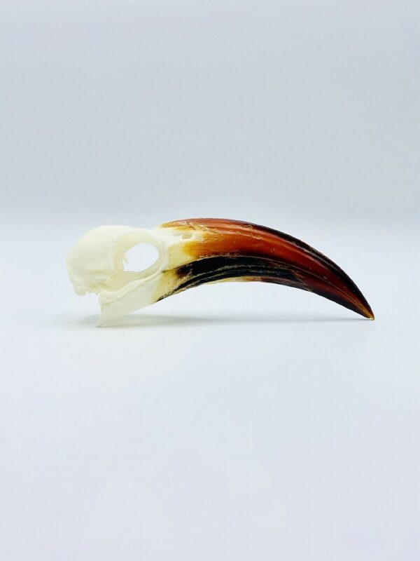 Tanzanian red-billed hornbill skull - Tockus ruahae - 10,7 cm