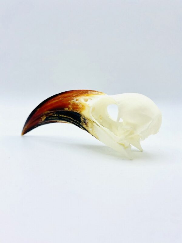 Tanzanian red-billed hornbill skull - Tockus ruahae - 10,7 cm