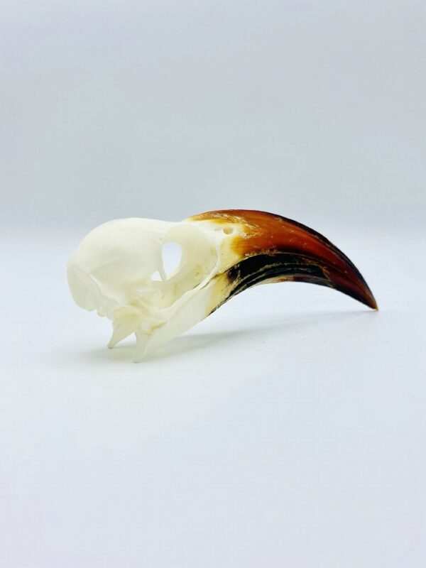 Tanzanian red-billed hornbill skull - Tockus ruahae - 10,7 cm