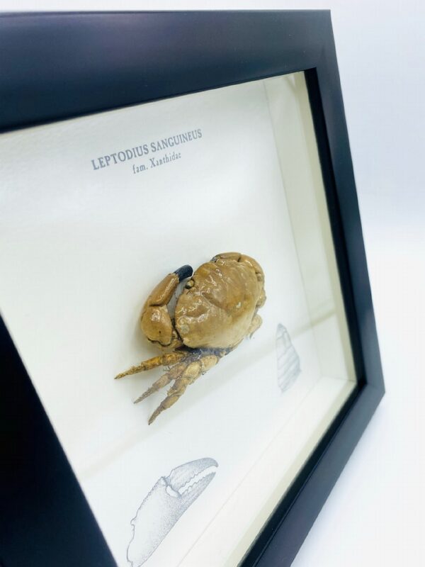 Wooden frame with real Xanthidae crab (Leptodius Sanguineus)