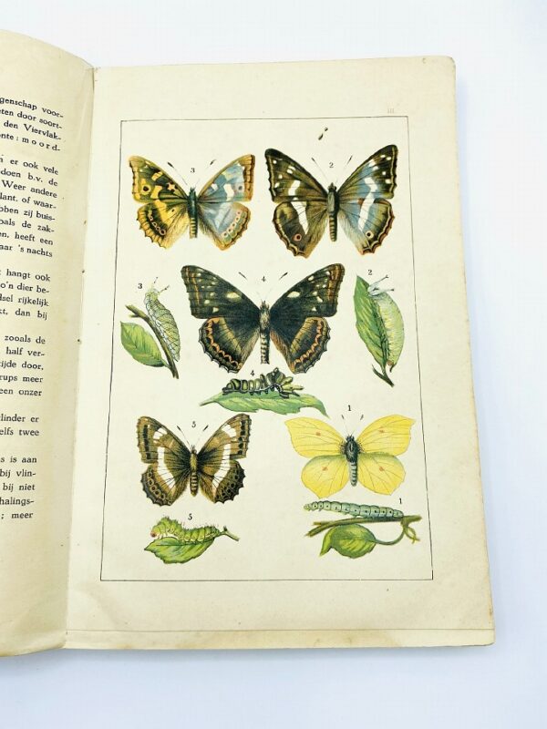 Vlinder atlas by E.J.V.M. Hoogeveen (1913) - incl. 20 litho's