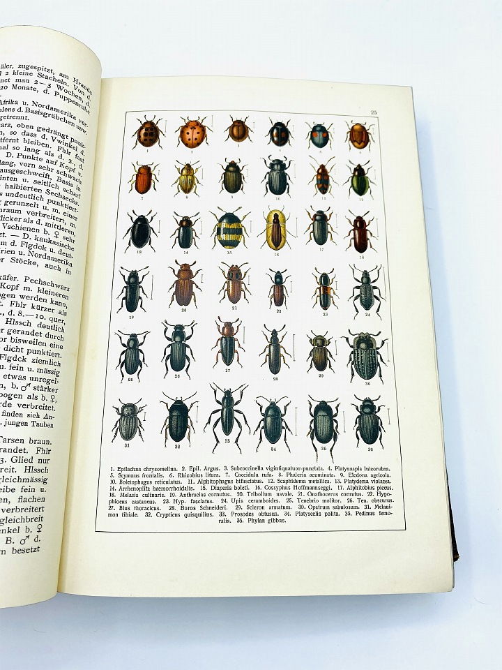 Camillo Schaufuss - Calwer's Käferbuch - 1916 - Natural History Curiosities