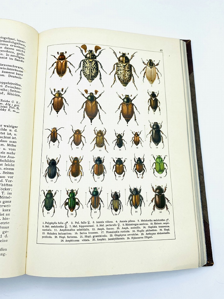 Camillo Schaufuss - Calwer's Käferbuch - 1916 - Natural History Curiosities