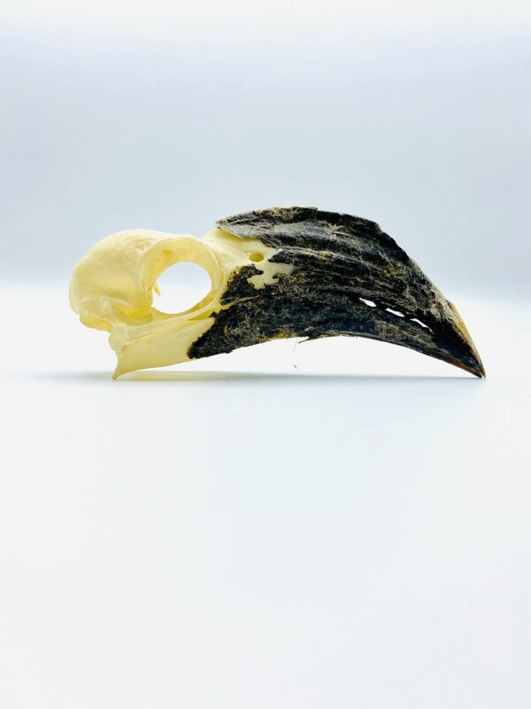 Female Von der Decken's hornbill skull - Tockus deckeni - 9,2 cm