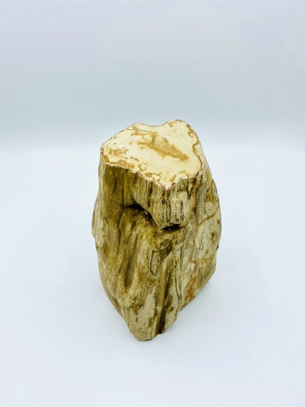Block of petrified wood from Indonesia (22 million year old)