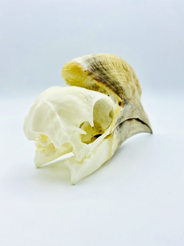 Black-and-white-casqued Hornbill skull - Bycanistes subcylindricus - 14,6 cm