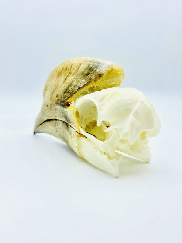Black-and-white-casqued Hornbill skull - Bycanistes subcylindricus - 14,6 cm