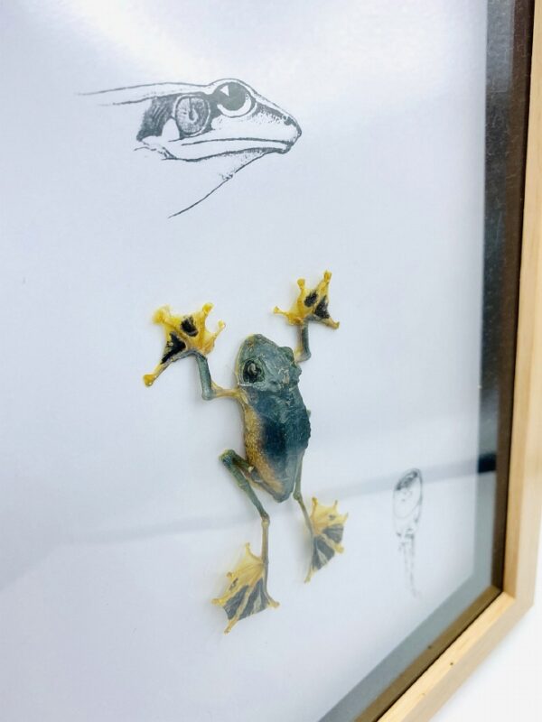 Real Green flying frog (Rhacophorus reinwardtii) with vintage illustrations