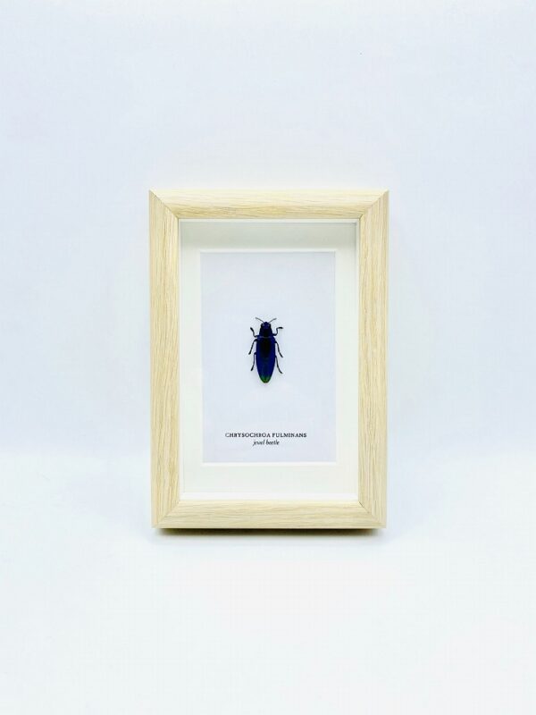 Small wooden frame with real jewel beetle (Chrysochroa Fulminans)