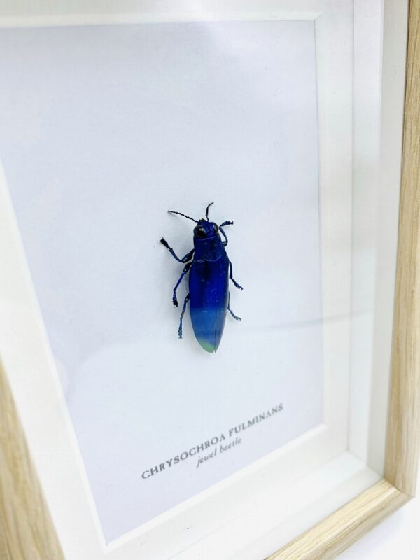 Small wooden frame with real jewel beetle (Chrysochroa Fulminans)