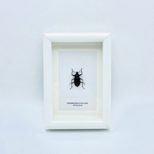Small wooden frame with real darkling beetle (Tenebrionidae Mylaris)