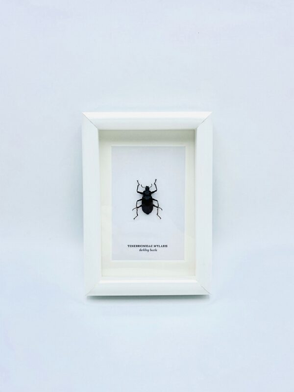 Small wooden frame with real darkling beetle (Tenebrionidae Mylaris)