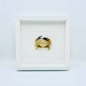 White wooden frame with real Xanthidae crab (Leptodius Sanguineus)