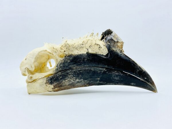 Partially opened Male Black-casqued Hornbill skull - Ceratogymna atrata - 17,5 cm