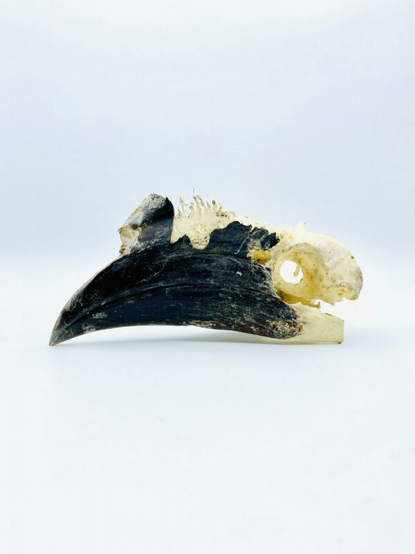 Partially opened Male Black-casqued Hornbill skull - Ceratogymna atrata - 17,5 cm